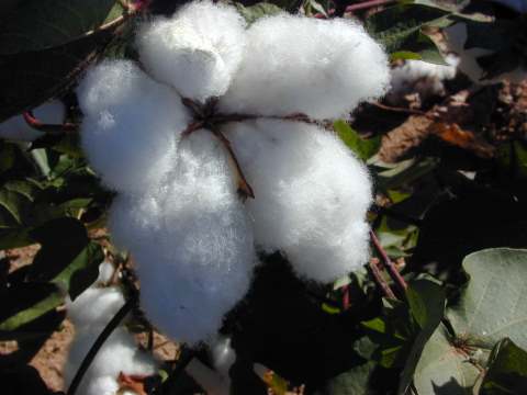 Reguladores de crecimiento y calidad de fibra de algodón cultivado en surcos estrechos