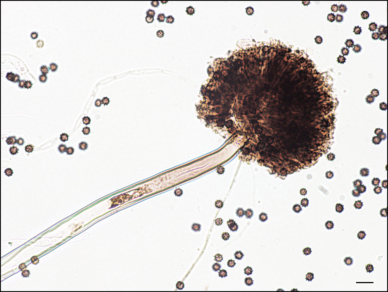 Influence of chromium (III) contaminated soil on soil mycobiota