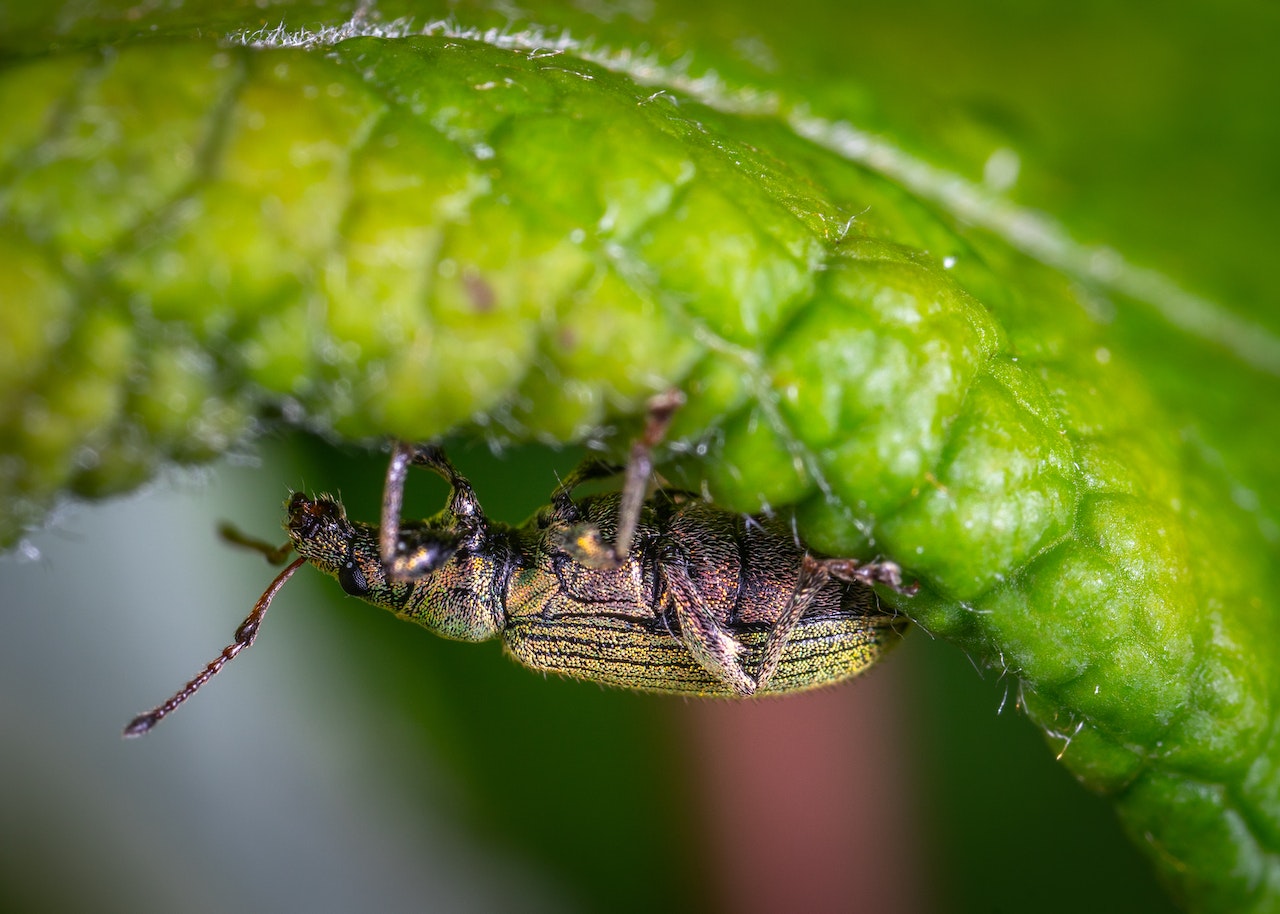 No residues pest management. Beauveria bassiana