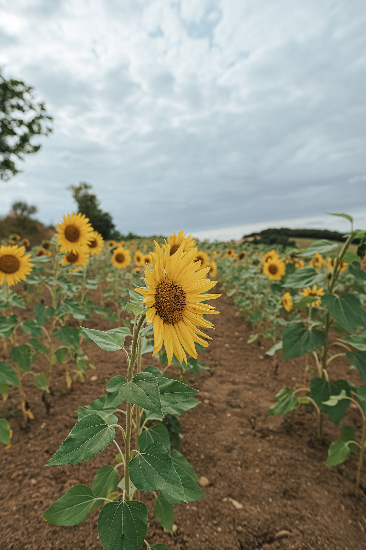 Interactions between allelochemicals and the microbial community affect weed suppression