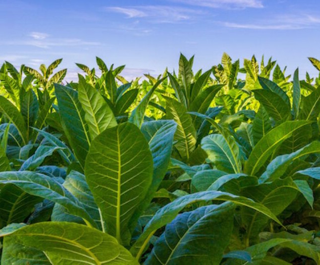 Influencia de Canavalia ensiformis inoculada con hongos micorrizicos arbusculares en el cultivo del tabaco