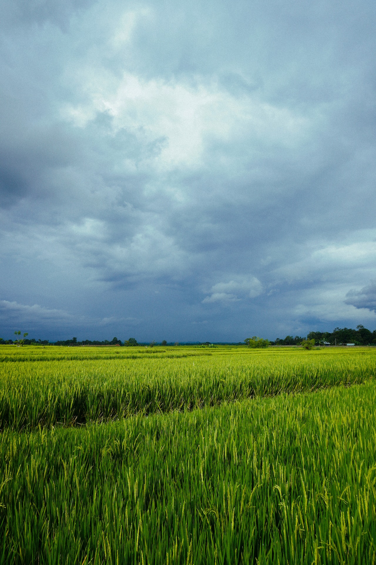 December-january hardening of winter cereals in Europe. 2016