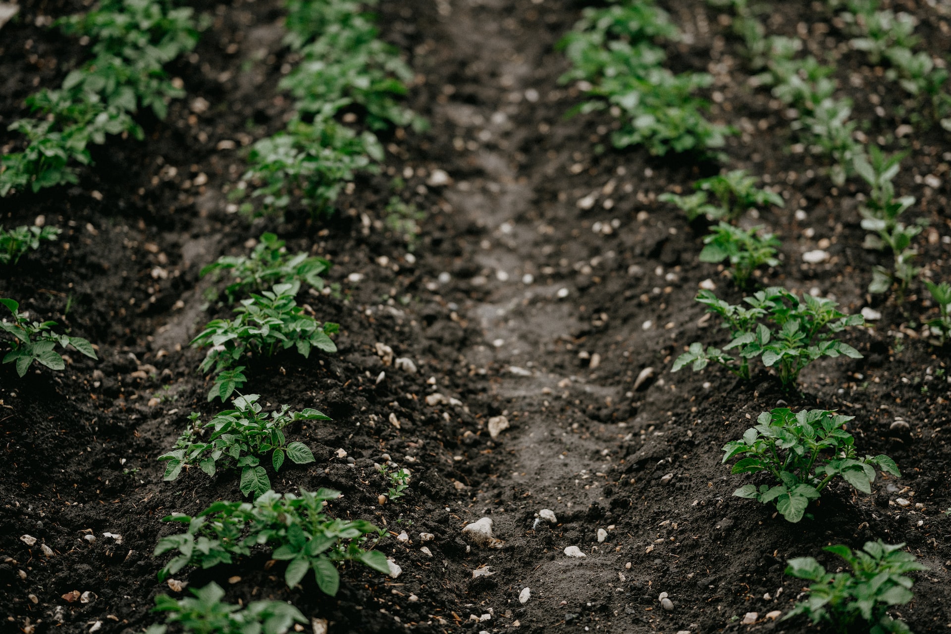 Cambio climático y cultivo de la patata