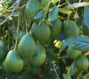 Efecto de la clorosis férrica en el tamaño y la concentración de aceite en el fruto del palto