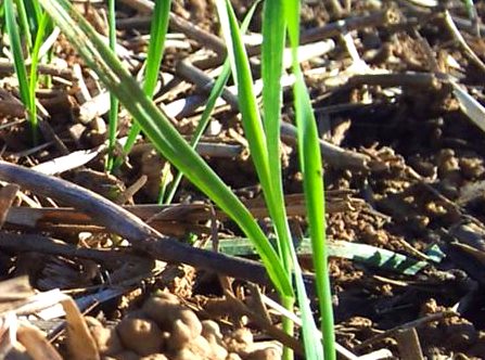 Effets de l’agriculture de conservation par rapport à l’agriculture traditionnelle