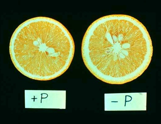 Fósforo, fertilizantes microbianos y fitasas