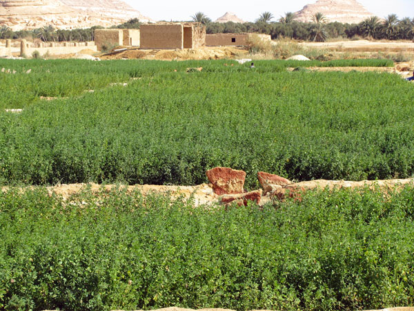 Actes du symposium international sur le developpement durable des systemes oasiens