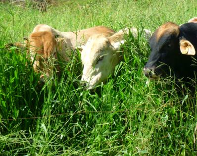 Adubação nitrogenada e colonização micorrízica em Brachiaria brizantha