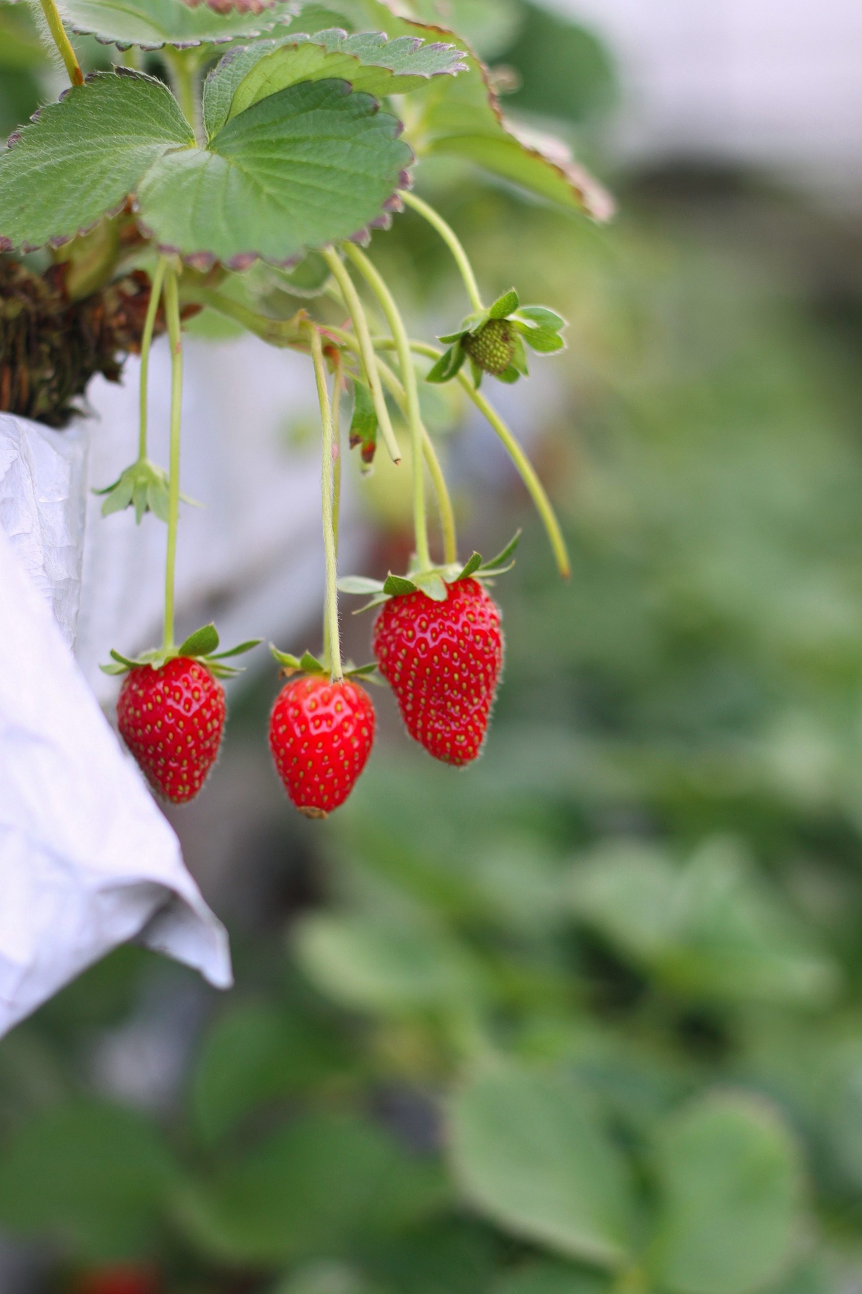 Calidad de frutos de fresas en dos sistemas de cultivo