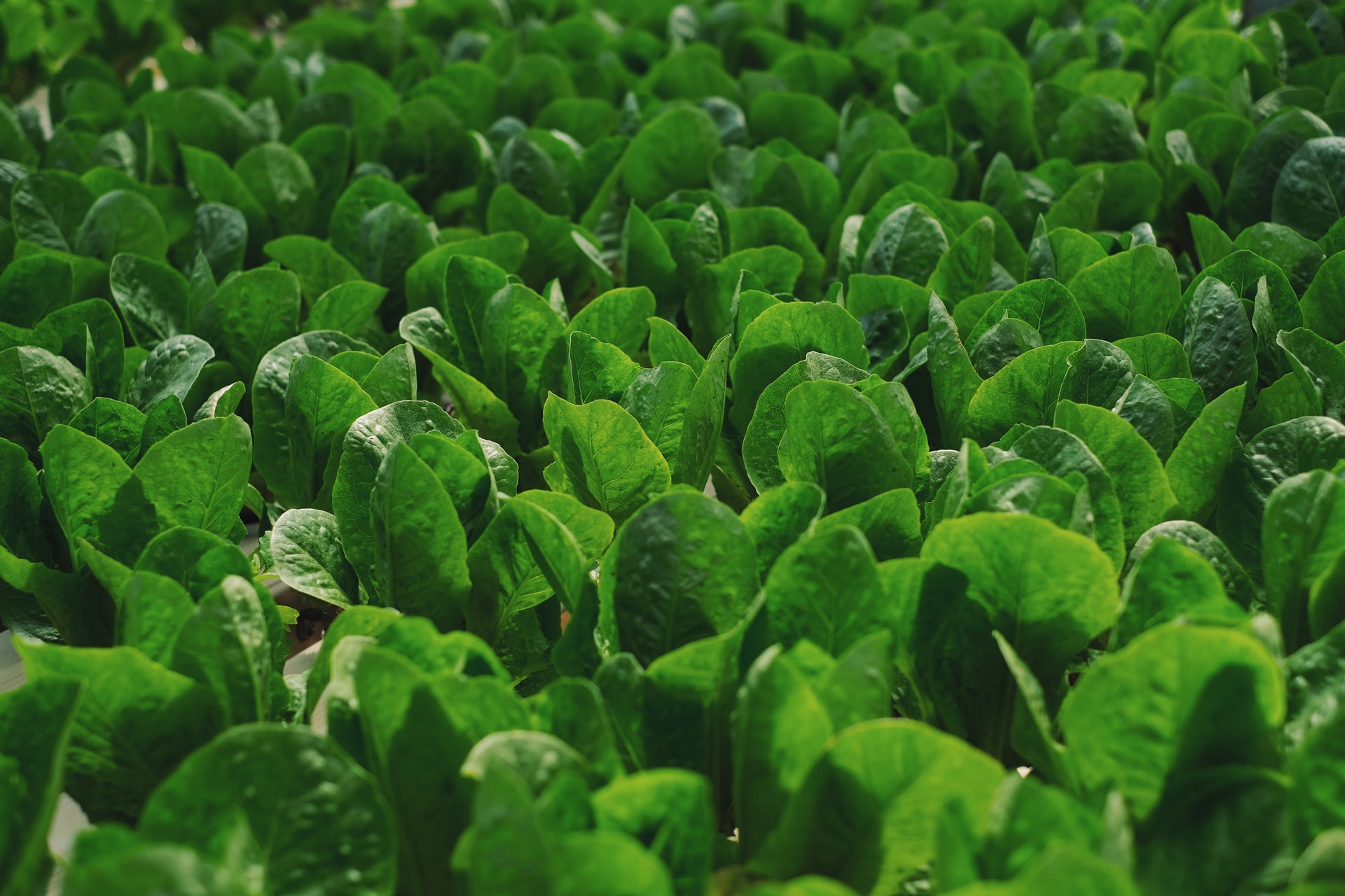 Spinach monitoring environmental changes