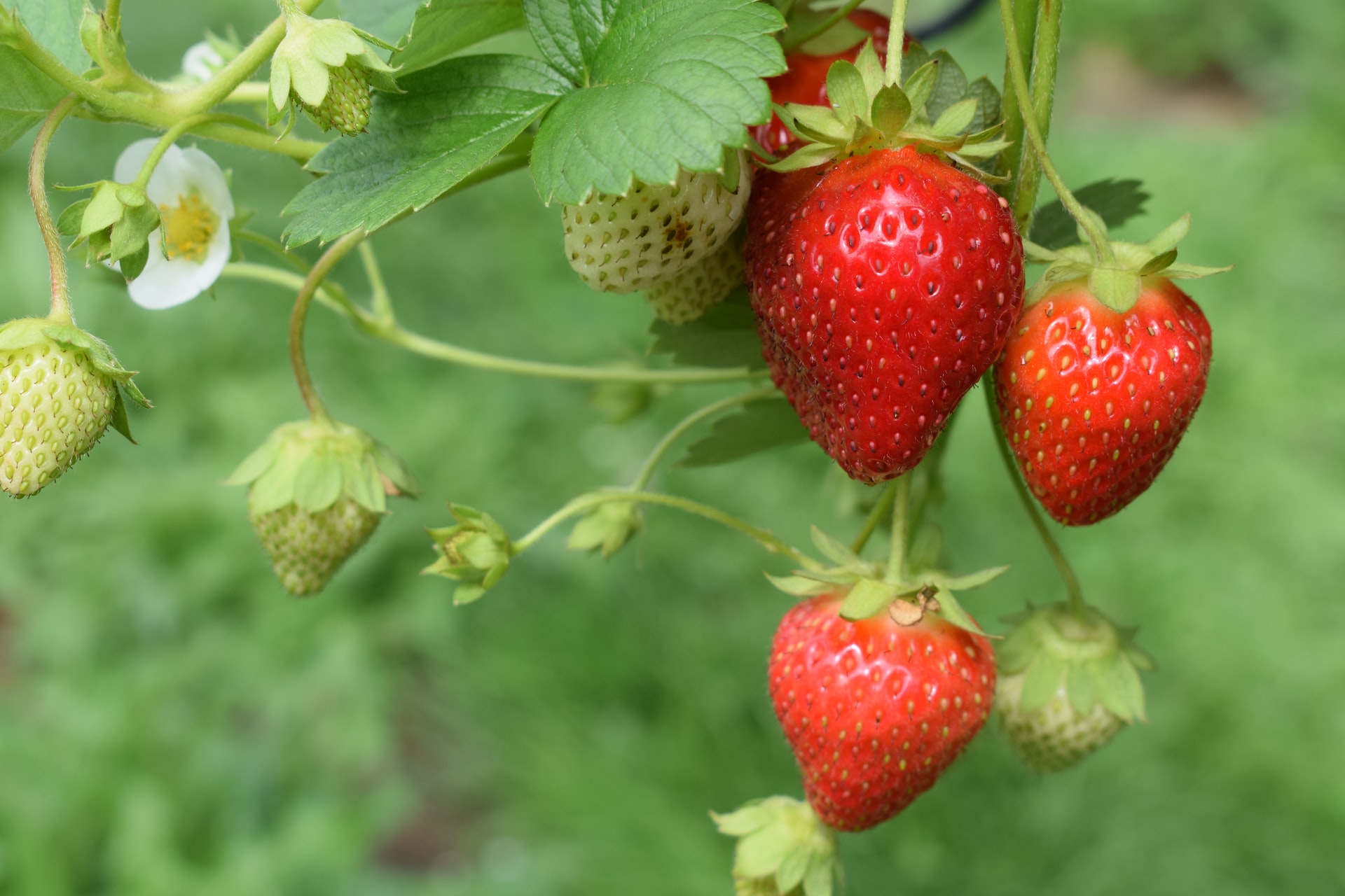 Nutrición nítrica y sabor de la fresa