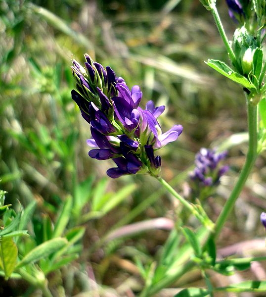 Produtividade da alface (Lactuca sativa L.) em resposta à aplicação de ácidos húmicos e bactérias diazotróficas