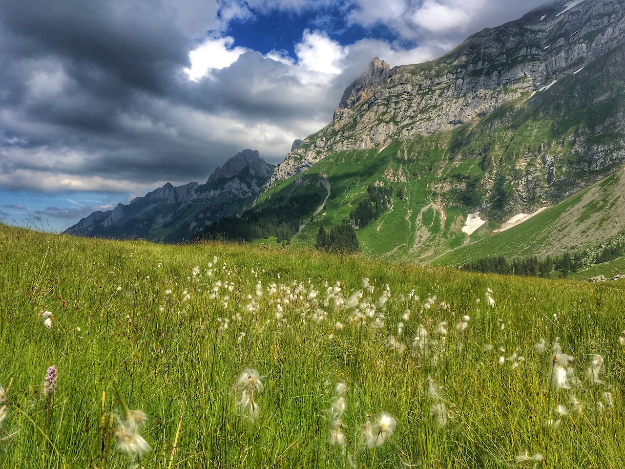 Changes in the european flora: implications for flower-visiting insects